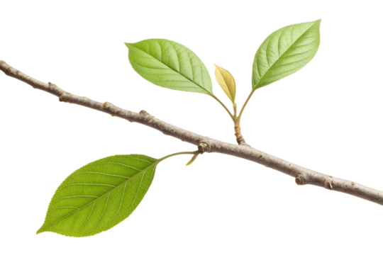 Simple branch with one leaf, clean shape, minimal texture, isolated on transparent background