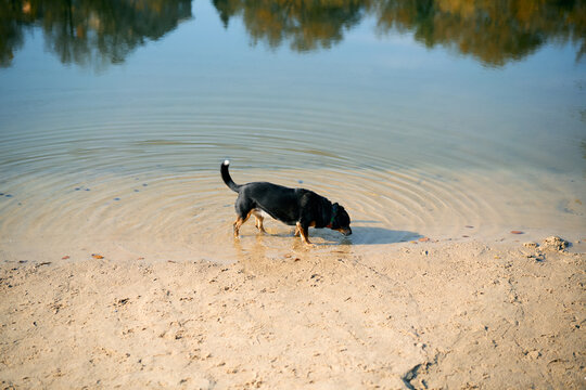 Cute dog drinking water from the lake