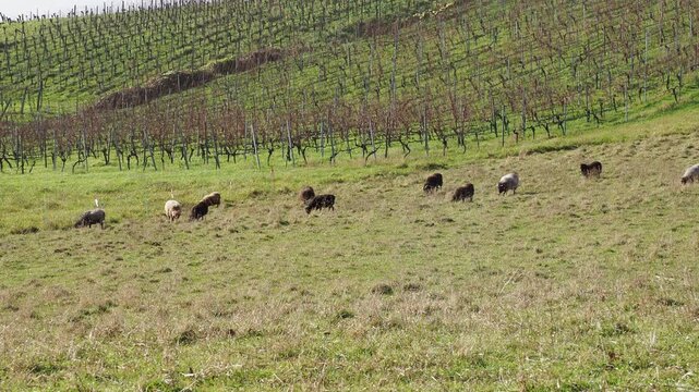 A flock of Ouessants sheep or Breton dwarfs living as pets with wonderful temperament, grazing in a lush pasture of Black Forest in Germany 

