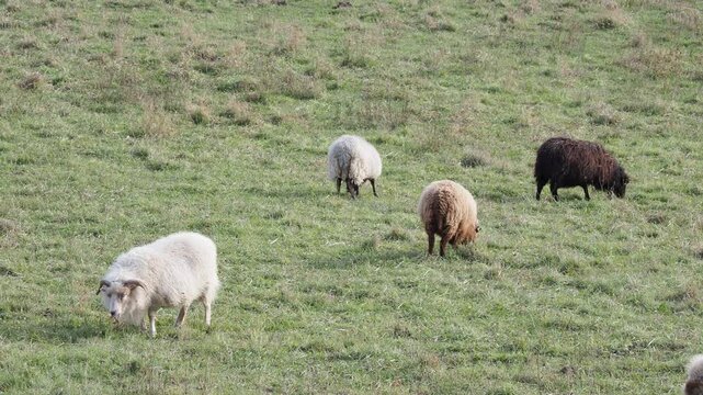 White and hazelnut-colored Ouessant rams with looping horns around their head, accompanied by ewes enjoying the fresh grass of a green field 