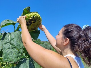 Woman Harvesting Mature Sunflower in a Summer Garden