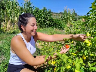 Woman Harvesting Peppers in a Sunny Organic Garden