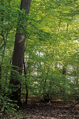 forêt de Fontainebleau
