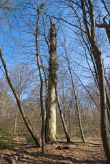 for&ecirc;t de Fontainebleau