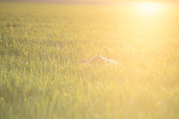 A playful Staffordshire Terrier pedigree dog runs across a grassy field, happily carrying a ball in...