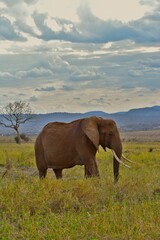 Fototapeta premium A elephant walks through the African savannah