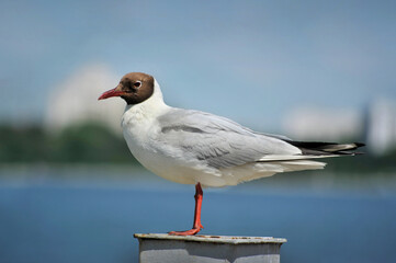 Seagull resting on railing near water reservoir against city background