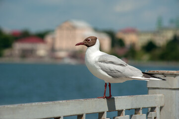 Seagull on railing over water on blurred city