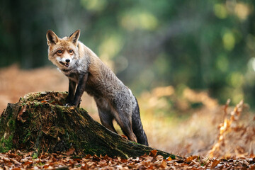A red fox leans over a mossy tree stump in an autumn forest, its gaze focused and cautious. Warm tones, fallen leaves, and soft light create a serene woodland atmosphere around the curious animal.