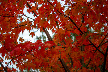 orange autumn leaves