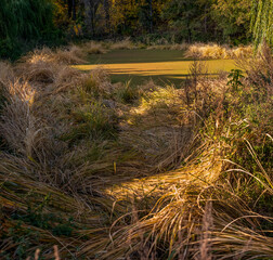 Dry reeds sway near the shore, and the warm gold light on the water