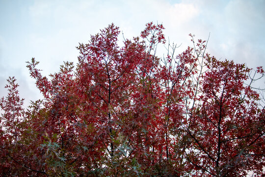 Tree with red leaves - Powered by Adobe