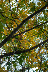 autumn leaves in the forest