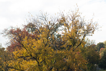 Fototapeta premium autumn trees in the park