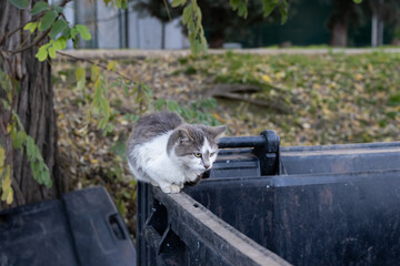 stray cat sits on the edge of a large, dark garbage bin outdoors, against a soft-focus background of autumn leaves and tree bark