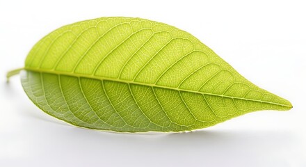 Single vibrant green leaf with detailed veins on white background