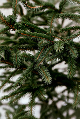 Fresh evergreen branches with green needles and natural textures. A minimal nature winter background. Close-up. Selective focus.