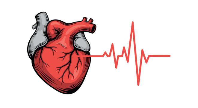 Anatomical human heart illustration with a red electrocardiogram line showing a normal sinus rhythm, representing life, health, and cardiology