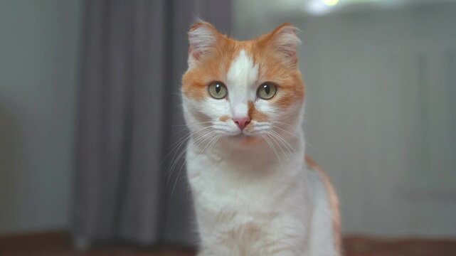 Closeup portrait of ginger and white cat licking its nose and then looking at camera