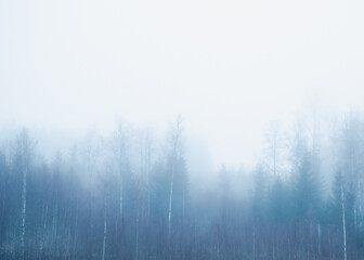 A minimalist winter scene with trees fading into dense white fog. Soft, calm atmosphere and large copy space make the image ideal for backgrounds, wellness themes, and Scandinavian nature concepts.