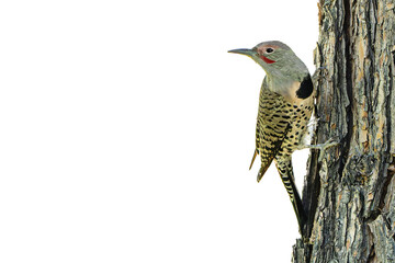 Northern Flicker (Colaptes auratus) Photo, Perched on a Transparent PNG Background