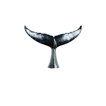 A black whale tail rises from a gray background, emphasizing its graceful silhouette and aquatic nature, isolated on transparent background