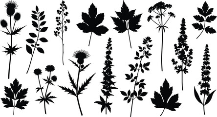 Botanical wildflower and leaf silhouettes collection, meadow herb foliage, floral plant vector set for nature illustration and graphic design