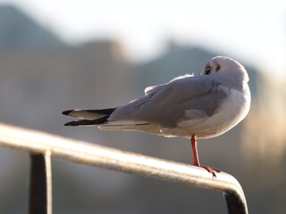 A graceful seagull perched on a metal railing by the water, captured in soft late-afternoon light.