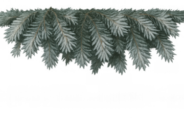 Pine tree branch with frosted green needles creating a festive winter border on transparent background