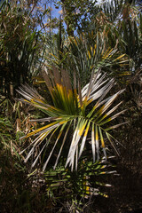 Vegetation Brasil Cerrado