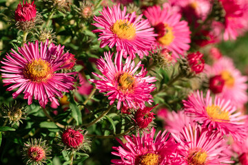 Beautiful buds of perennial bush aster. Close-up of New England aster flowers