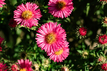 Beautiful buds of perennial bush aster. Close-up of New England aster flowers