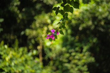 A detailed close-up of natural green foliage, showing the texture and structure of the leaves in soft natural light. A calm and organic nature scene capturing the purity and simplicity of the environm