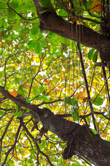 A detailed close-up of natural green foliage, showing the texture and structure of the leaves in...