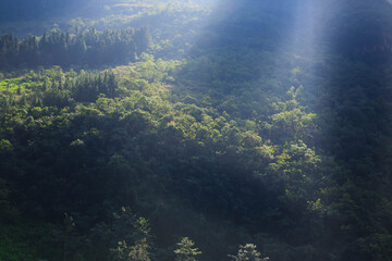 A detailed close-up of natural green foliage, showing the texture and structure of the leaves in soft natural light. A calm and organic nature scene capturing the purity and simplicity of the environm