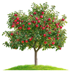 An apple tree adorned with numerous red apples, surrounded by green leaves, isolated on transparent background