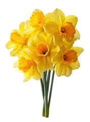 Fototapeta premium Close-up of a bouquet of yellow daffodils. Bright, vibrant yellow blossoms with orange centers cluster tightly. Stems are a light green. Isolated against a black background