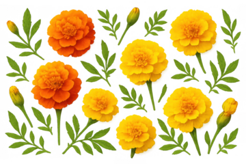 Set of various marigold flowers, closed buds, and separate green leaves, offering detailed botanical elements