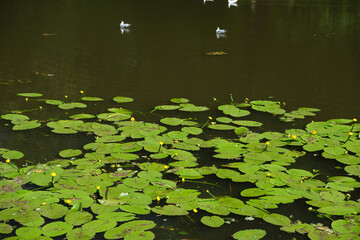 a pond with water lilies