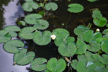 a pond with water lilies