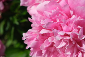 pink peonies close-up