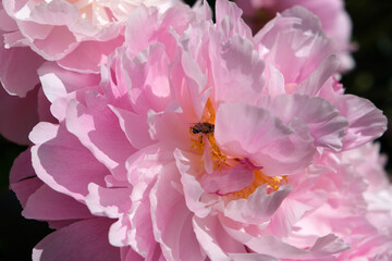 pink peonies close-up and bee © Natalia