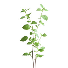 Obraz premium A vine featuring numerous green leaves, elegantly twisting and reaching for sunlight, isolated on transparent background