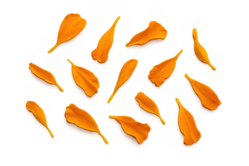 Orange marigold flower petals falling, scattered on transparent background, vibrant color, floral decoration and celebration elements