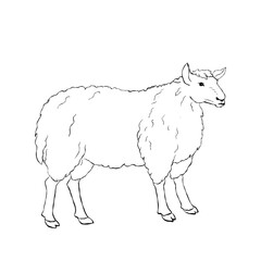 Standing sheep side view black and white outline drawing with thick wool coat isolated on white background for coloring book or educational material
