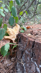 Forest scene with tree stump and foliage showing autumn transition and natural beauty, concept of eco-tourism and environmental education