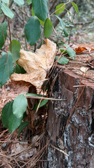 Rustic autumn foliage on tree stump in forest - nature, ecology, fall concept for garden centers, botanical parks