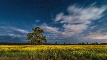 Starry night sky over yellow flower field with lone tree and moving clouds