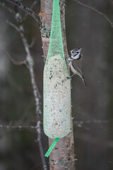 A crested tit on a bird feeding pouch in the forests of Pirkanmaa, Finland in winter