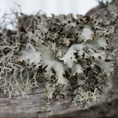 Closeup of green lichen on old wood in the forests of Pirkanmaa, Finland